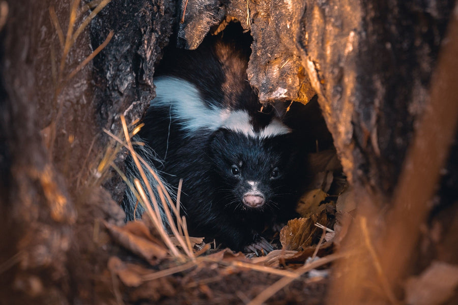 Locate and Remove Skunks with Thermal Cameras