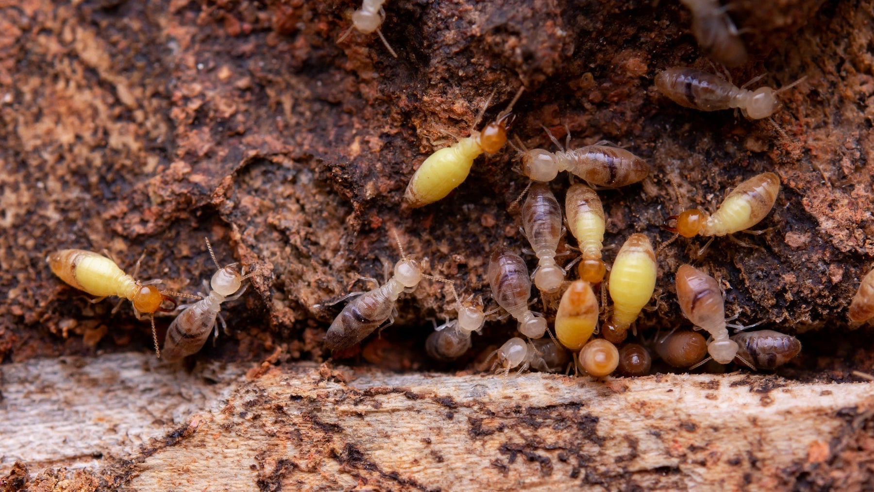 DIY Pest Control: Find Hidden Pests With Inspection Cameras