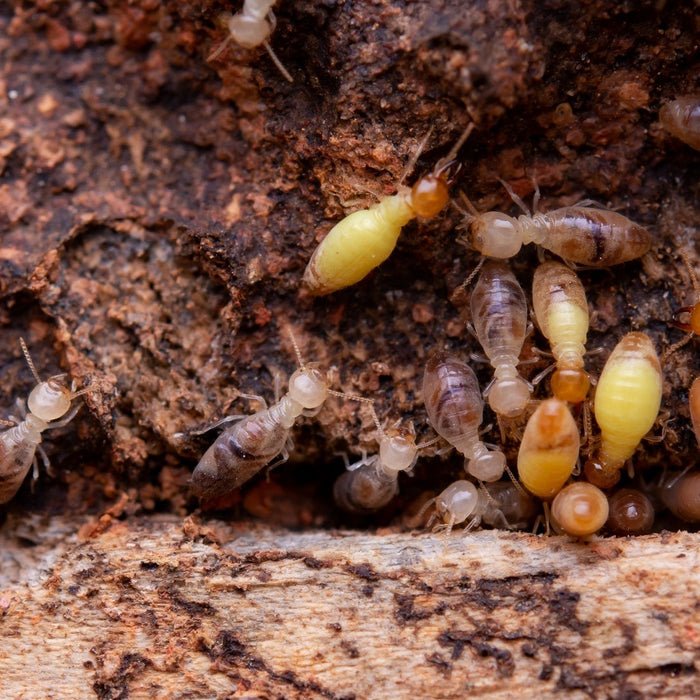 DIY Pest Control: Find Hidden Pests With Inspection Cameras