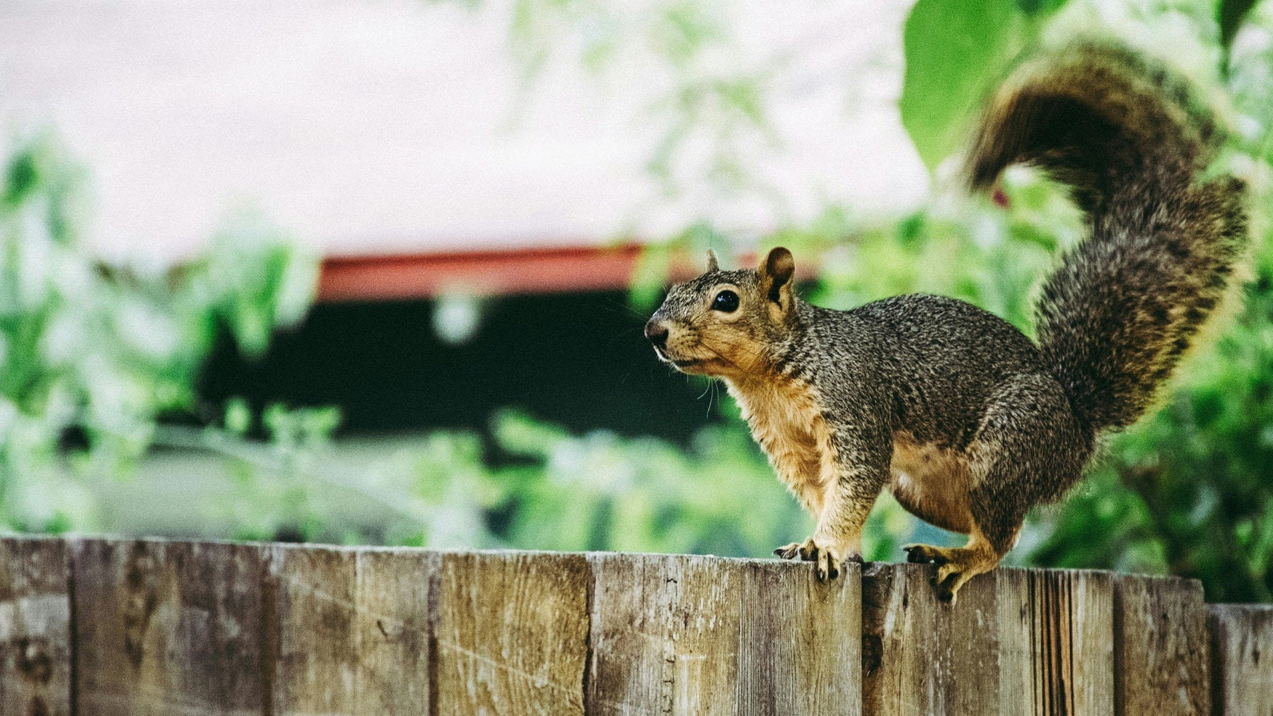 Remove Squirrels in Attics & Walls Using Thermal Imaging
