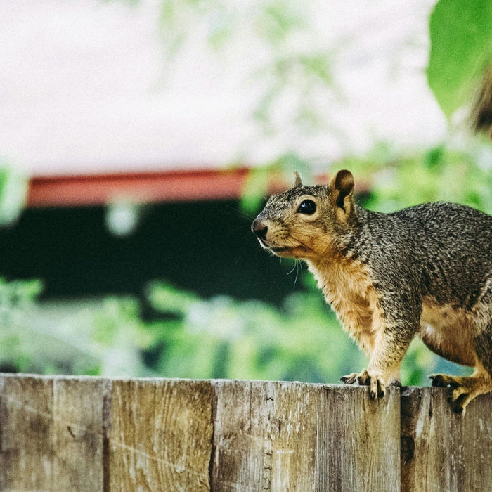 Remove Squirrels in Attics & Walls Using Thermal Imaging
