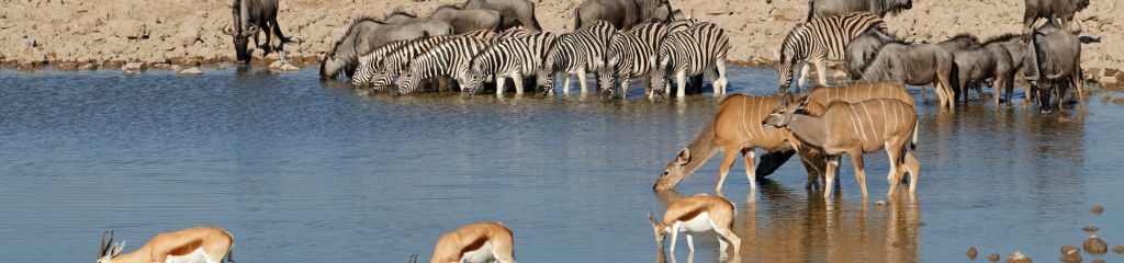 Thermal Cameras for Animal Detection in Wildlife