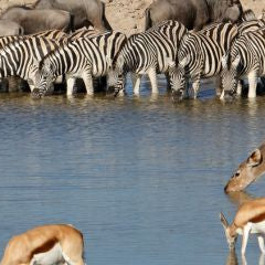 Thermal Cameras for Animal Detection in Wildlife