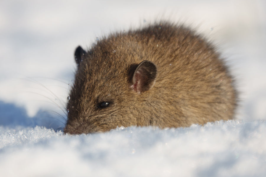 Common Winter Pests That Invade Homes—and How to Spot Them Early