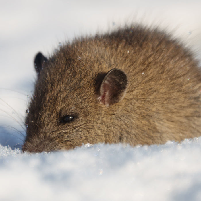 Common Winter Pests That Invade Homes—and How to Spot Them Early
