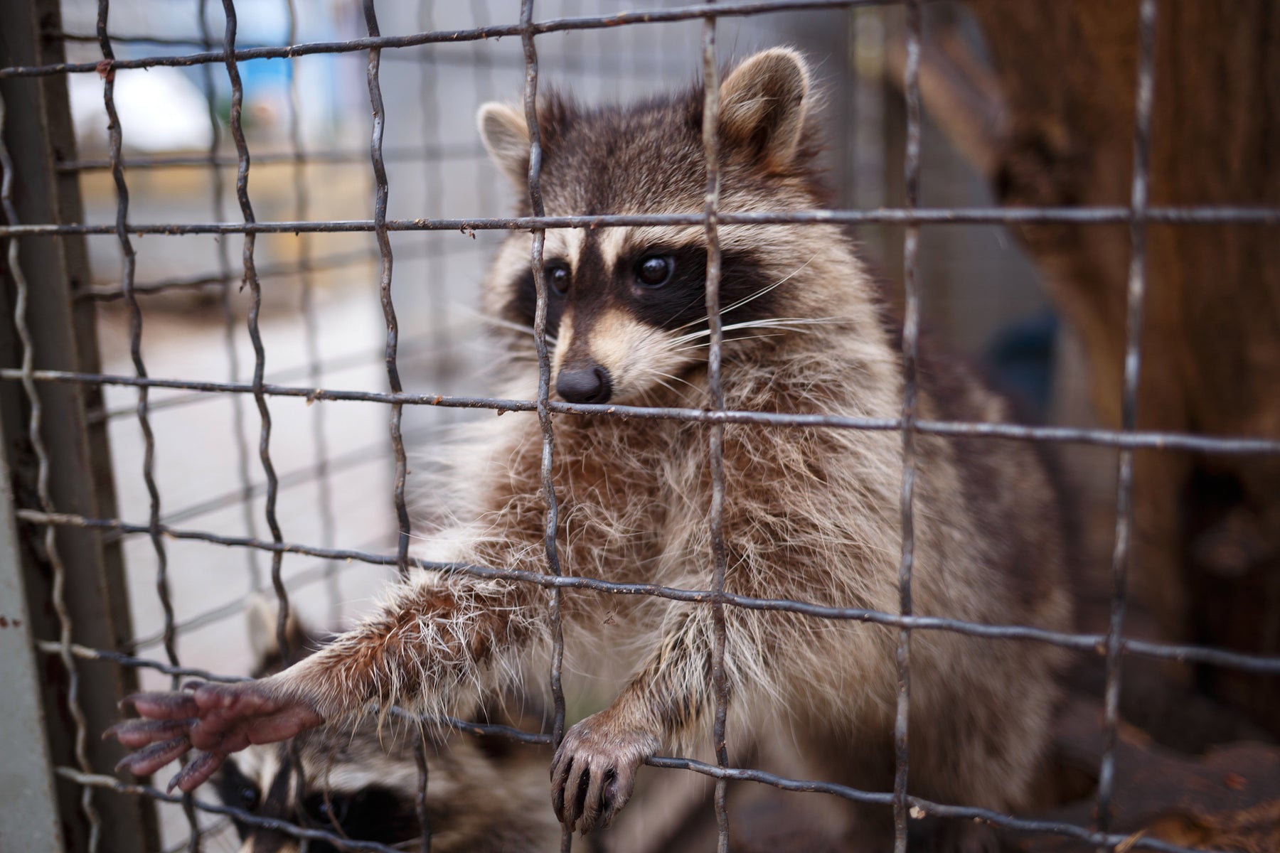 How to Track Raccoons With Infrared or Thermal Cameras
