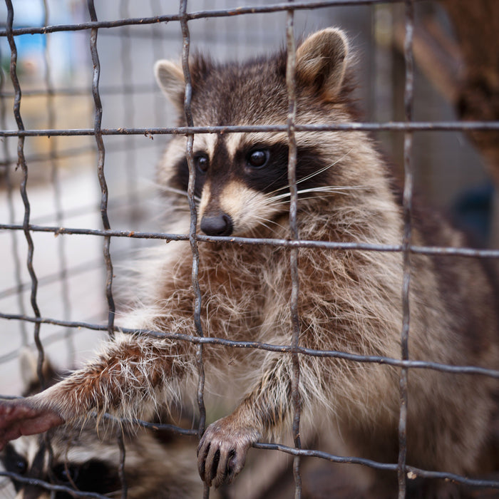How to Track Raccoons With Infrared or Thermal Cameras